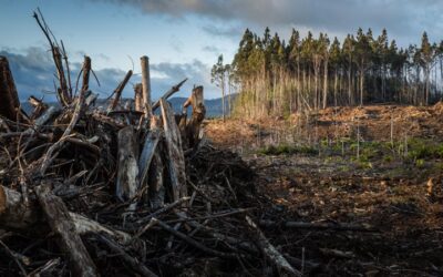 Associazione tra inquinamento atmosferico e cambiamenti climatici sulla salute respiratoria