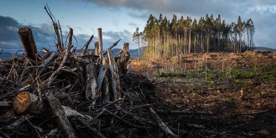 Associazione tra inquinamento atmosferico e cambiamenti climatici sulla salute respiratoria