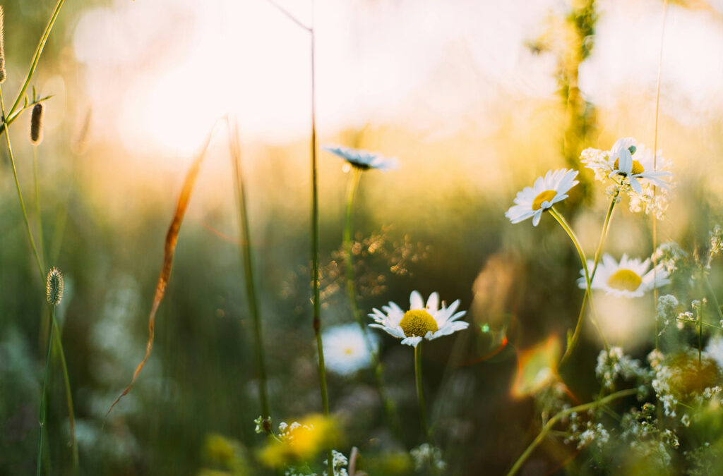 Mal di primavera