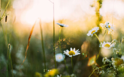Mal di primavera